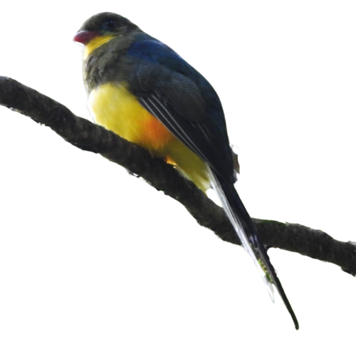 birdingujungkulon (26)