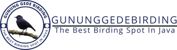 birdingujungkulon (27)